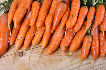Carrots harvest