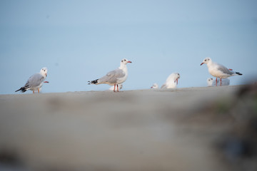 Brown Headed Gull, walking in the sea shore in gentle warm light.It is migratory, wintering on the coasts and large inland lakes of the Indian Subcontinent. 