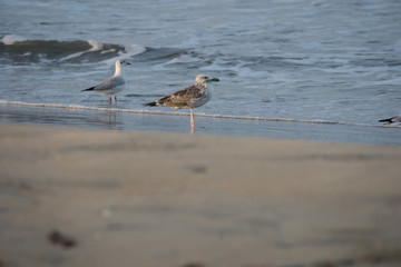 The steppe gull with plastic net around its beak, because of the careless use also a Baraba gull (cachinnans) barabensis) may be regarded as a subspecies of the Caspian gull or as a separate species, 