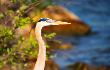 A close up of a gray heron beside a river.