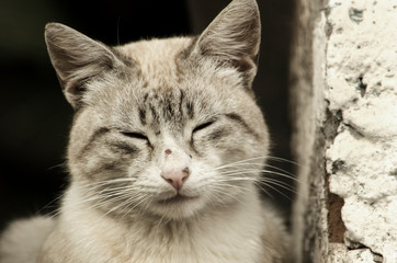 Gato con los ojos cerrados