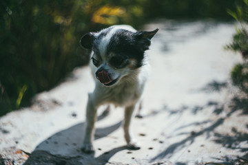 A small and funny Chihuahua dog sitting on the gray stone in the yard against a blurred summer garden. Stay at home coronavirus covid-19 quarantine concept. Garden summer day