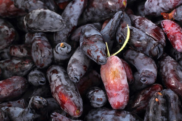 Honeysuckle berries background