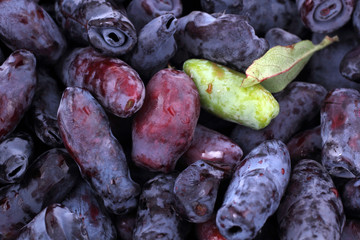 Honeysuckle berries background