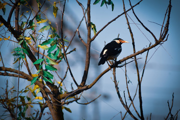 blackbird on a branch