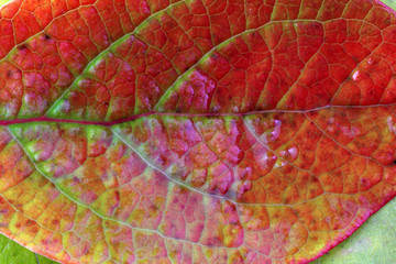 Obraz premium Autumn leaf background