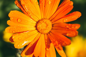 bright orange marigold flowers strewn with drops of morning dew. Selective focus macro shot with shallow DOF