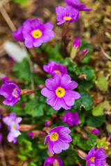 Obraz premium primrose flowers in the garden