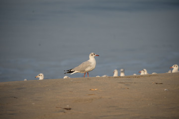 Brown Headed Gull, walking in the sea shore in gentle warm light.It is migratory, wintering on the coasts and large inland lakes of the Indian Subcontinent. 