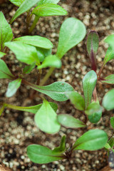 young sprout growing up in seedling tray