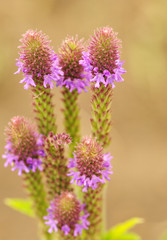 Flowers, Dry Lake Hills, Coconino National Forest, Arizona
