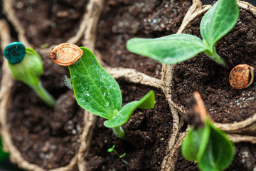 young pumpkin plant in the pot