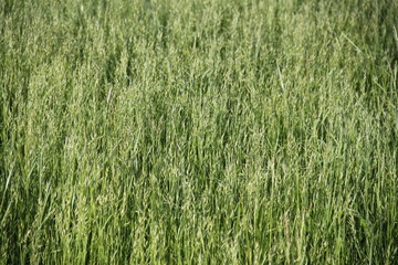 Green grass farmland in the wind