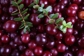 Cranberries background