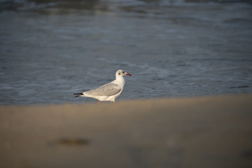 Brown Headed Gull, walking in the sea shore in gentle warm light.It is migratory, wintering on the coasts and large inland lakes of the Indian Subcontinent. 