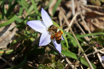 Springstar flower and western honey bee.