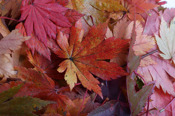 Autumn leaves background