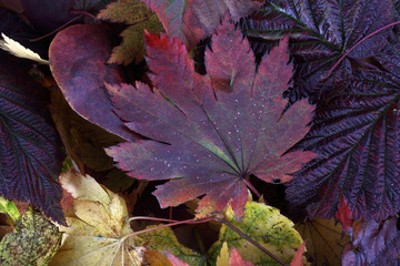 Autumn leaves background