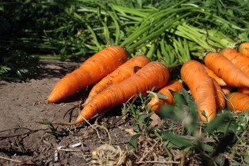 Carrots harvest