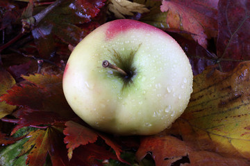 Apple on autumn leaves