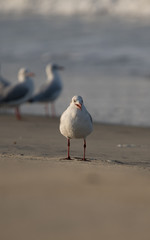 Brown Headed Gull, walking in the sea shore in gentle warm light.It is migratory, wintering on the coasts and large inland lakes of the Indian Subcontinent. 