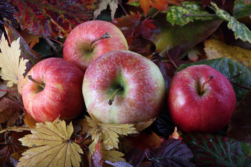 Apples on autumn leaves