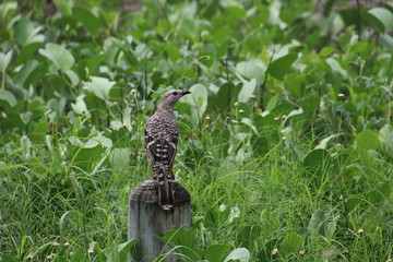 Great Bowerbird sitting on a post