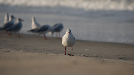 Brown Headed Gull, walking in the sea shore in gentle warm light.It is migratory, wintering on the coasts and large inland lakes of the Indian Subcontinent. 