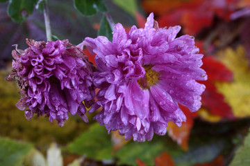 Chrysanthemums and autumn leaves