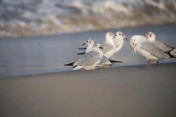 Brown Headed Gull, walking in the sea shore in gentle warm light.It is migratory, wintering on the coasts and large inland lakes of the Indian Subcontinent. 