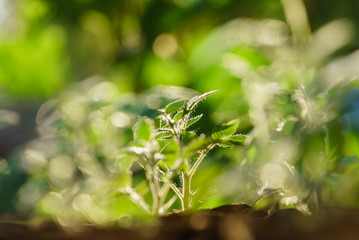 Tomato plants in the early stages of growth.