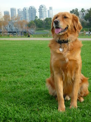 golden retriever dog 