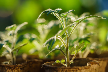 Tomato plants in the early stages of growth.