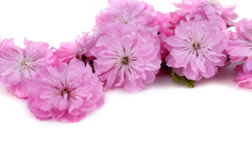 Cherry flowers isolated on white background. Sakura