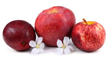 Apples and flowers isolate on white background