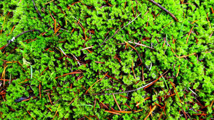 green moss background or wallpaper