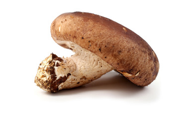 Shiitake mushroom isolated on white background