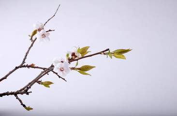 Sakura blossom on gray background