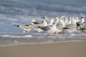 Group of Brown Headed Gull In sea shore with warm light and beautiful ambiance of waves.It is migratory, wintering on the coasts and large inland lakes of the Indian Subcontinent