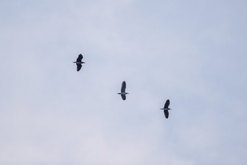 Three birds flying in the sky in the evening