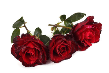Red roses isolated on white background