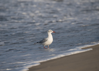 Brown Headed Gull, walking in the sea shore in gentle warm light.It is migratory, wintering on the coasts and large inland lakes of the Indian Subcontinent. 