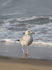 The steppe gull with plastic net around its beak, because of the careless use also a Baraba gull (cachinnans) barabensis) may be regarded as a subspecies of the Caspian gull or as a separate species, 