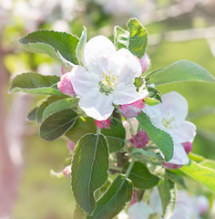 Apple blossoms in the garden. Natural floral background.