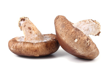 Shiitake mushrooms isolated on white background