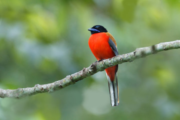 Beautiful adult Scarlet-rumped trogon, high angle view, front shot, in the morning perching on the clear branch in wildlife sanctuary in tropical rainforest, southern Thailand.