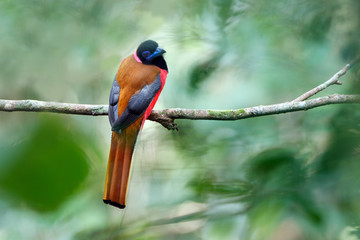 Beautiful adult Diard's trogon, high angle view, rear shot, sitting on the branch under the clear sky in tropical rainforest of wildlife sanctuary, southern Thailand.