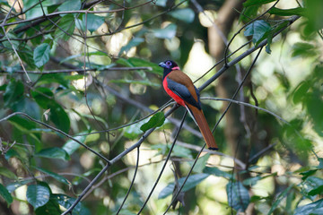 Beautiful adult Diard's trogon, high angle view, rear shot, sitting on the branch under the clear sky in tropical rainforest of wildlife sanctuary, southern Thailand.