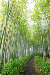 Fototapeta na wymiar Bamboo forest in Japanese garden