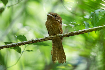 Adult Gould's frogmouth, high angle view, front shot, in the dawn perching on the thorny branch in tropical rainforest of wildlife sanctuary, southern Thailand.
